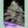 Anesia Smashberry Fumez Fem. 3St.