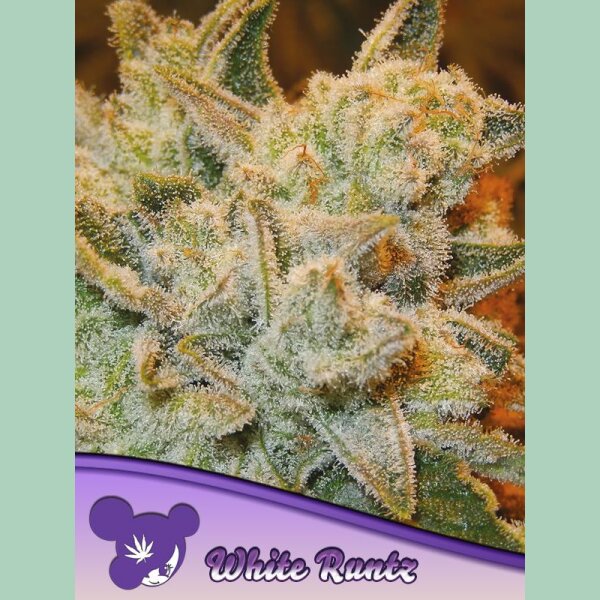 Anesia White Runtz Fem. 3St.