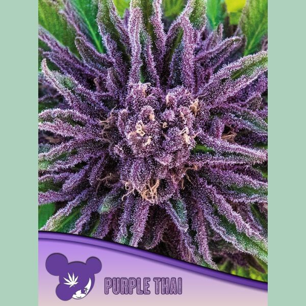Anesia Purple Thai Fem. 3St.