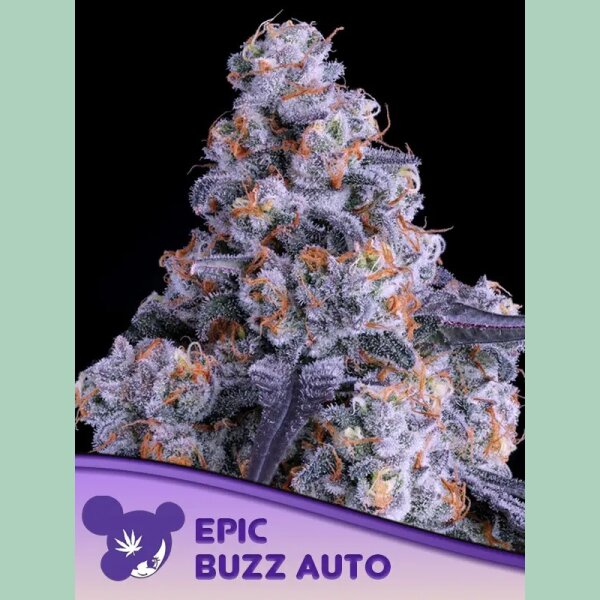 Anesia Epic Buzz Auto Fem. 3St.