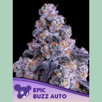 Anesia Epic Buzz Auto Fem. 3St.