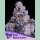 Anesia Epic Buzz Auto Fem. 3St.