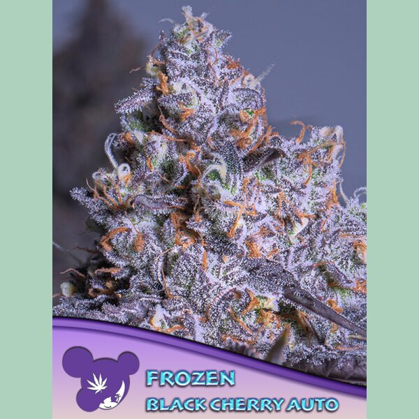 Anesia Frozen Black Cherry Auto Fem. 3St.