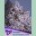 Anesia Frozen Black Cherry Auto Fem. 3St.