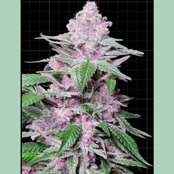 Sensi Seeds Purple Cookie Kush Fem. 3St.