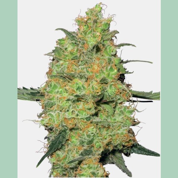 Sensi Seeds Master Kush Fem. 3St.