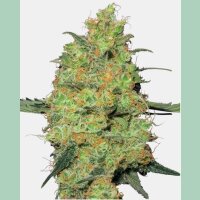 Sensi Seeds Master Kush Fem. 3St.