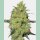 Sensi Seeds Master Kush Fem. 3St.