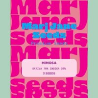 Marj Jane Mimosa Fem. 3St.