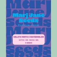 Marj Jane Gelato Mintz X Watermelon Fem. 3St.