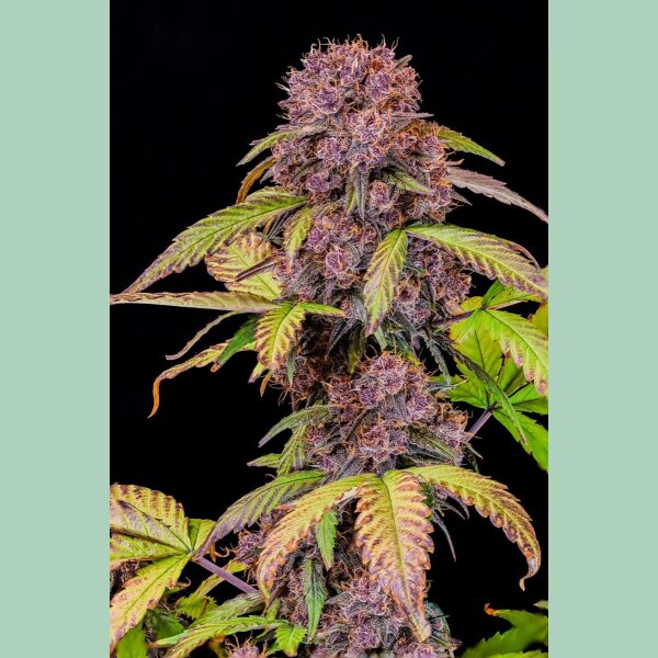 Fast Buds Lemon Cherry Cookies Auto Fem. 3St.