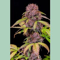 Fast Buds Lemon Cherry Cookies Auto Fem. 3St.