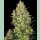 Sensi Seeds Shiva Skunk Fem. 3St.