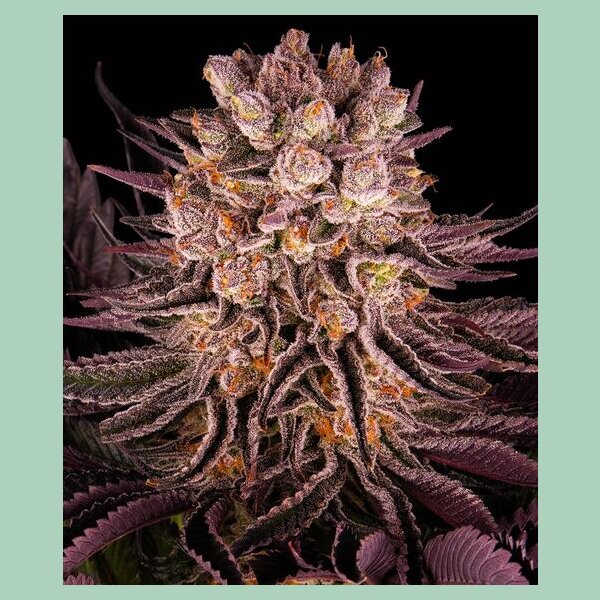 Barneys Farm Mimosa Orange Punch Fem 3St.
