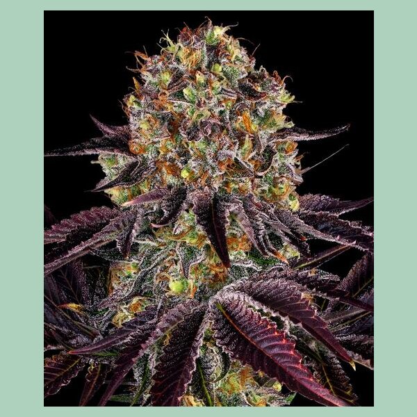 Barneys Farm Runtz Layer Cake Fem 3St.