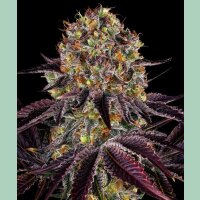 Barneys Farm Runtz Layer Cake Fem 3St.