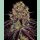 Barneys Farm Runtz Layer Cake Fem 3St.