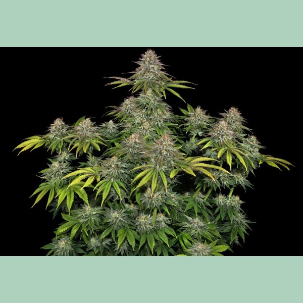 Barneys Farm Critical Kush Fem 3St.