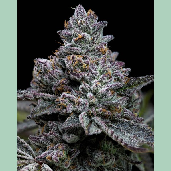 Barneys Farm Apple Fritter Fem 3St.