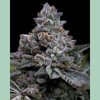 Barneys Farm Apple Fritter Fem 3St.