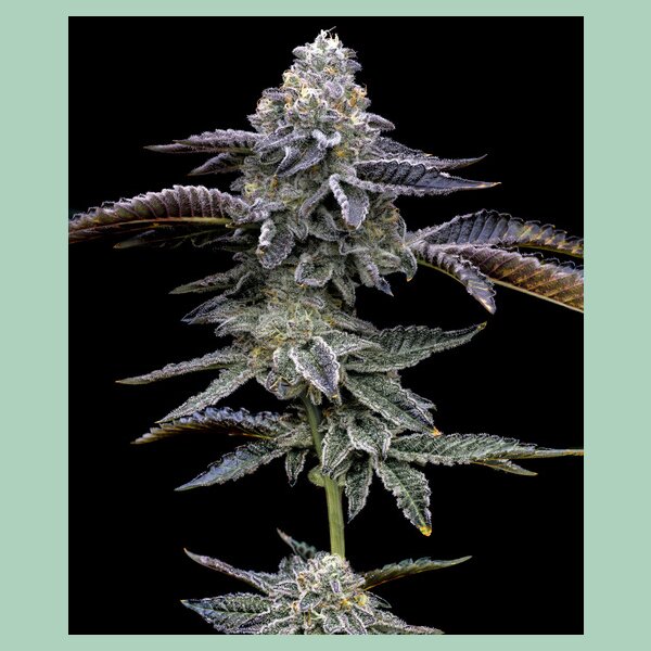 Barneys Farm Blue Dream Fem 3St