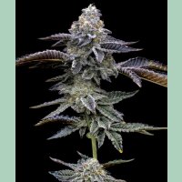 Barneys Farm Blue Dream Fem 3St