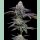Barneys Farm Blue Dream Fem 3St