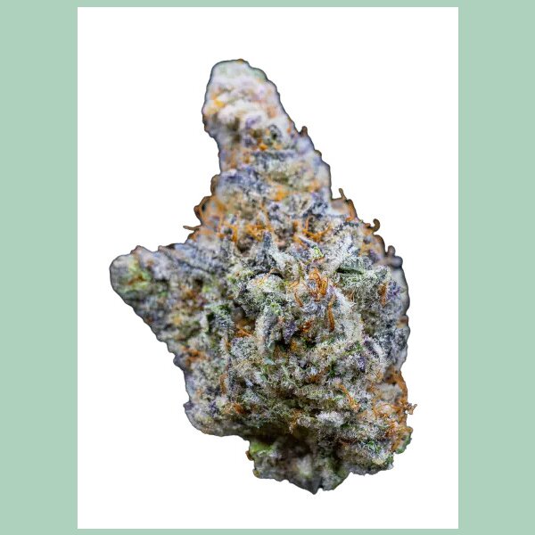 Growers Choice Mimosa Gusher Fem 3St.