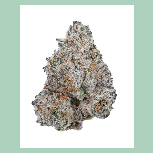 Growers Choice White Truffle Limited Edition Fem 3St.
