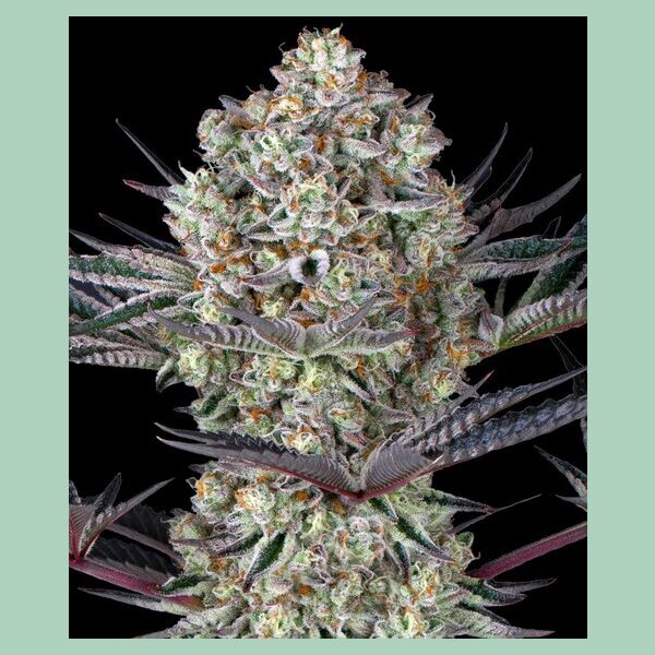 Barneys Farm DOS SI DOS 33 Fem 3St.