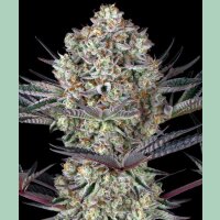 Barneys Farm DOS SI DOS 33 Fem 3St.
