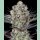Barneys Farm DOS SI DOS 33 Fem 3St.