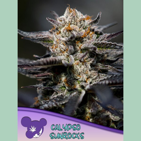 Anesia Calypso Sunrocks Fem 3St.