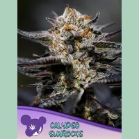 Anesia Calypso Sunrocks Fem 3St.