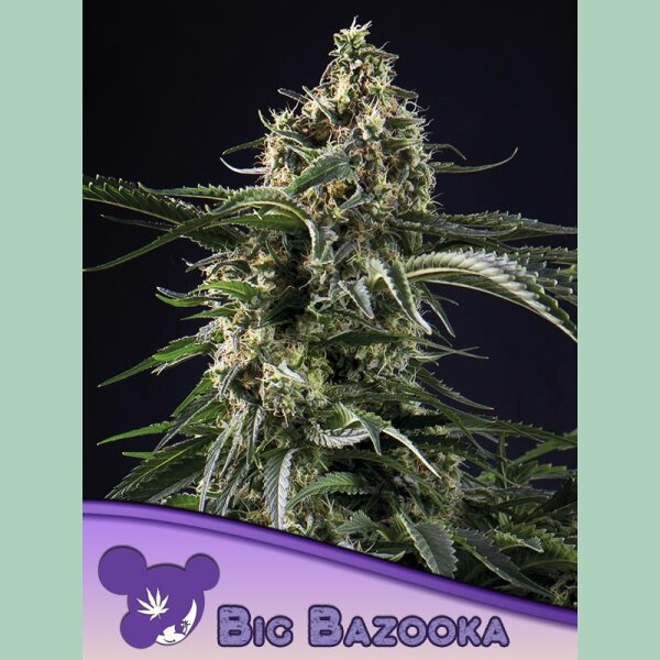 Anesia Big Bazooka Fem 3St.