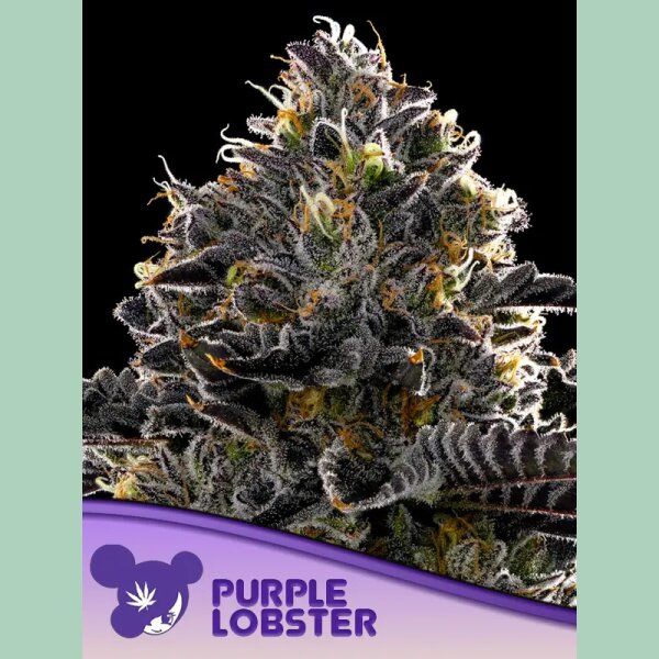 Anesia Purple Lobster Fem 3St.