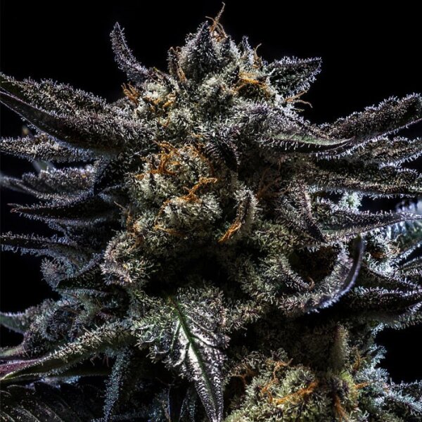 Ripper Seeds Zombie Kush Fem 3St.