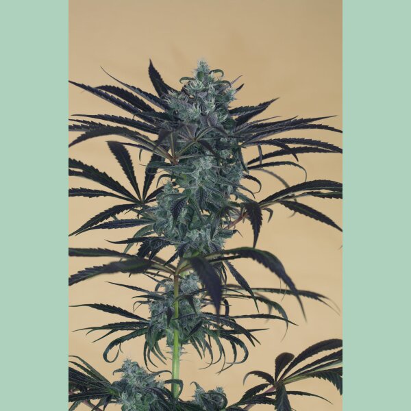 Humboldt Seeds Blueberry Headband Fem 3St.