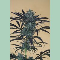 Humboldt Seeds Blueberry Headband Fem 3St.