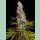 Sweet Seeds Sweet Cheese Fem 3St.