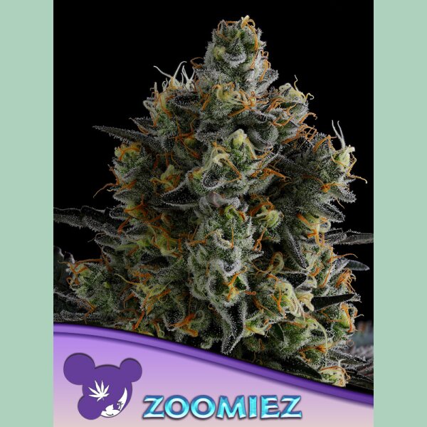 Anesia Zoomiez Fem 3St.