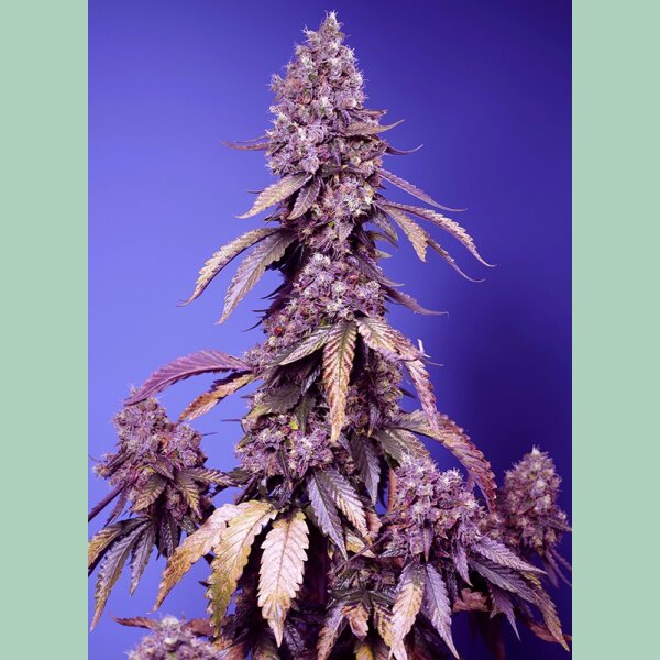 Sweet Seeds Black Muffin F1 Fast Fem 3St.