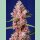 Sweet Seeds Tropicanna Poison F1 Fem 3St.
