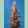 Sweet Seeds Red Hot Cookies Fem 3St.
