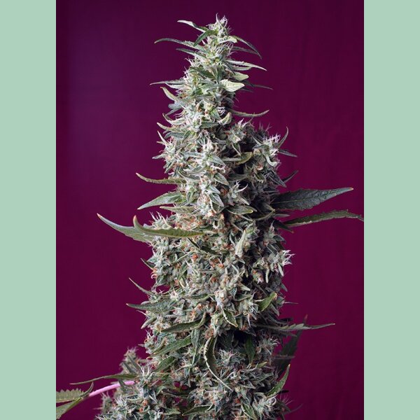 Sweet Seeds Sweet Cherry Pie Fem 3St.