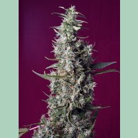 Sweet Seeds Sweet Cherry Pie Fem 3St.