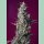 Sweet Seeds Sweet Cherry Pie Fem 3St.