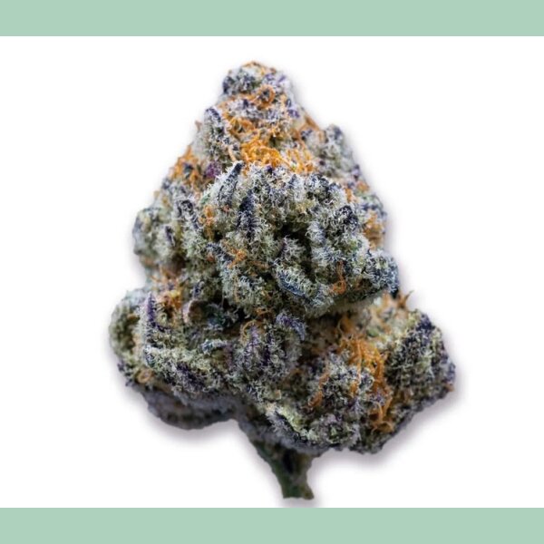 Growers Choice Platinum Mimosa Cookies Fast Fem 3St.