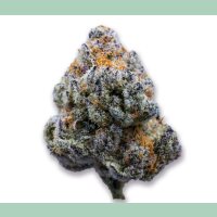 Growers Choice Platinum Mimosa Cookies Fast Fem 3St.