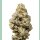 Growers Choice Mac N Cheese Fem 3St.